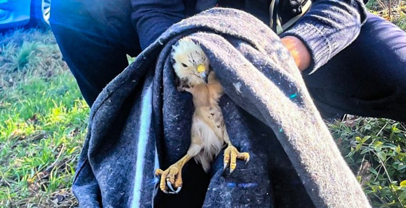 MäusebussardmitPolizist1