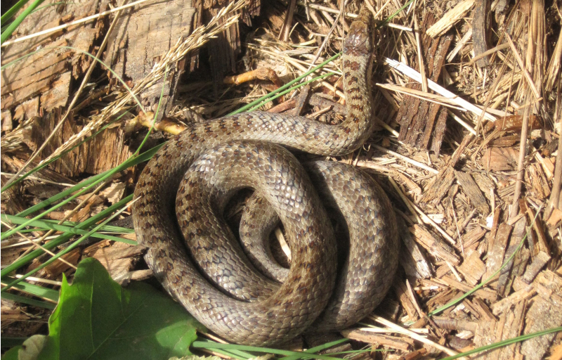 Schlingnatter c BSKW