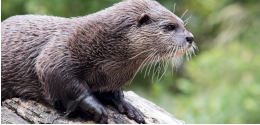 Otterklein