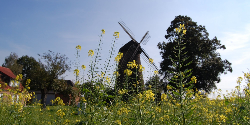 Dammer Mühle
