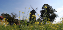 Dammer Mühleklein