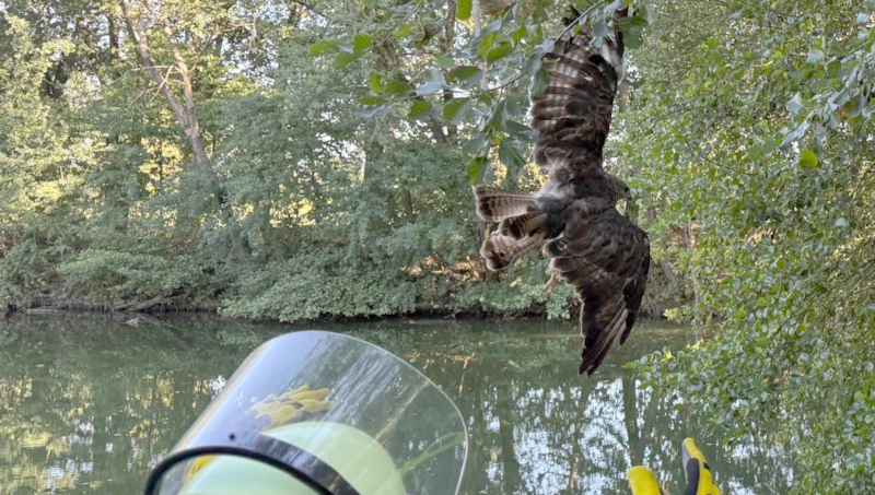 Bussard