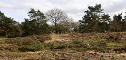 Loosenbergeklein