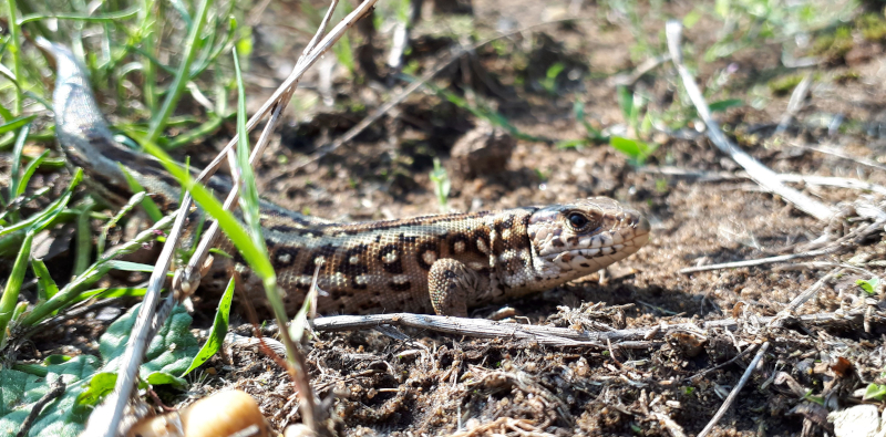 Zauneidechse Johanna Kasper BSKW